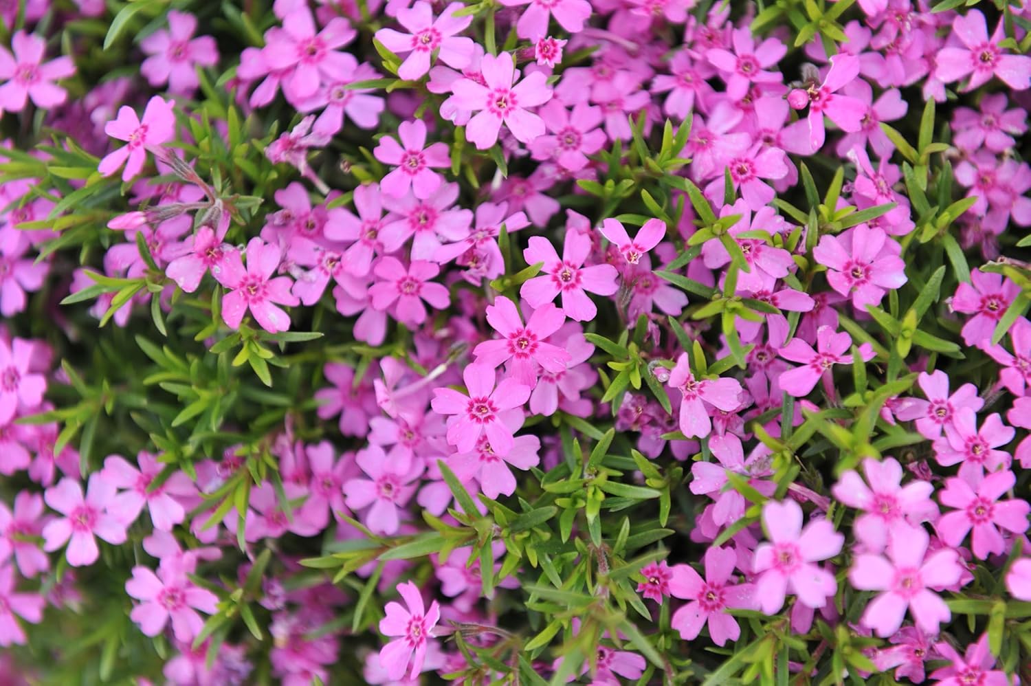 Phlox subulata 'Zwergenteppich' / Zwerg Polster-Phlox