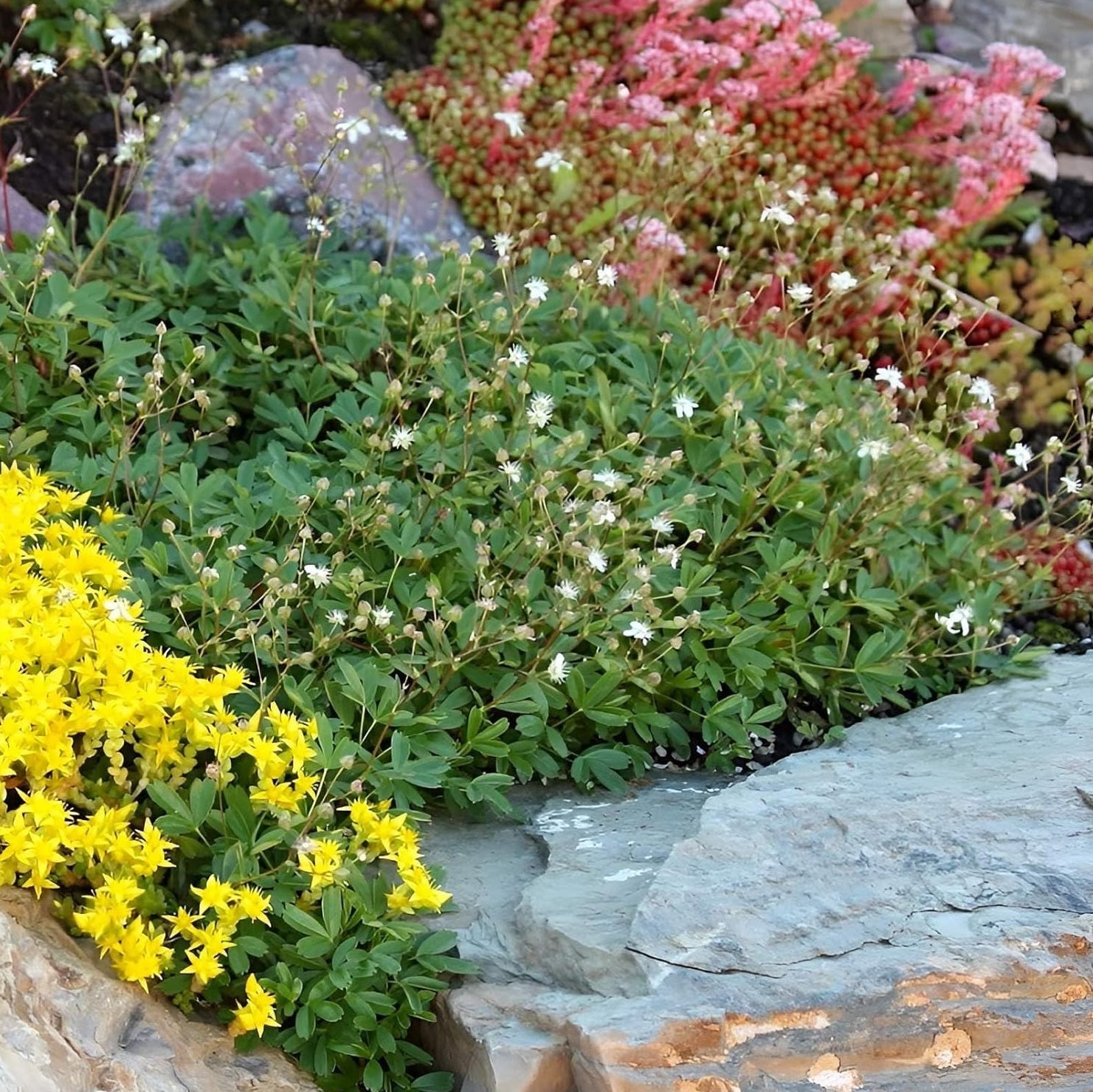 Potentilla tridentata 'Nuuk‘ / Teppich-Fingerkraut