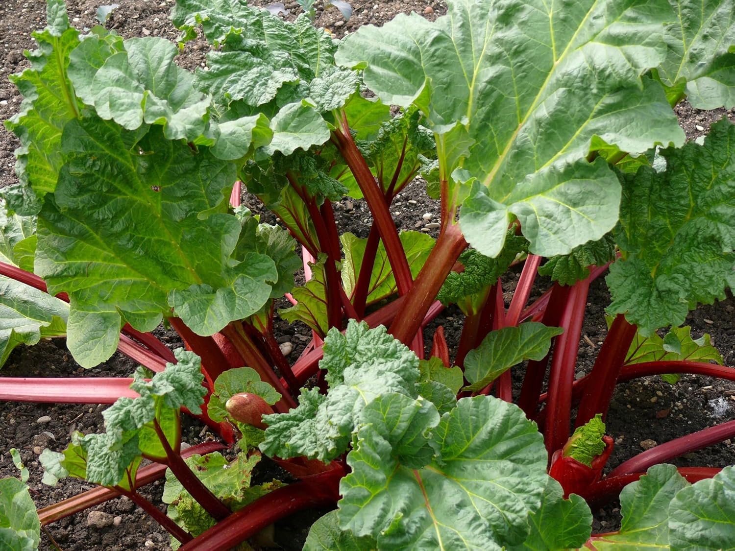 Rheum rhabarbarum 'Goliath‘ / Rhabarber