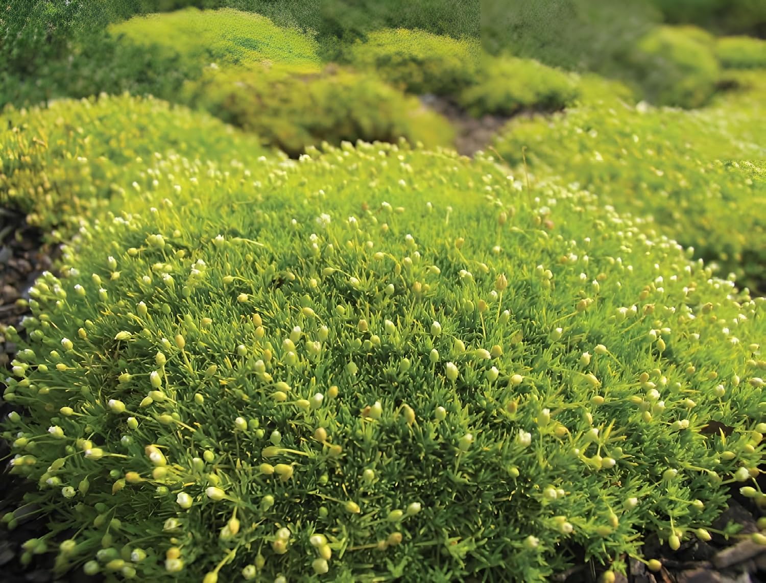 Sagina subulata 'Aurea' / Gold Sternmoos