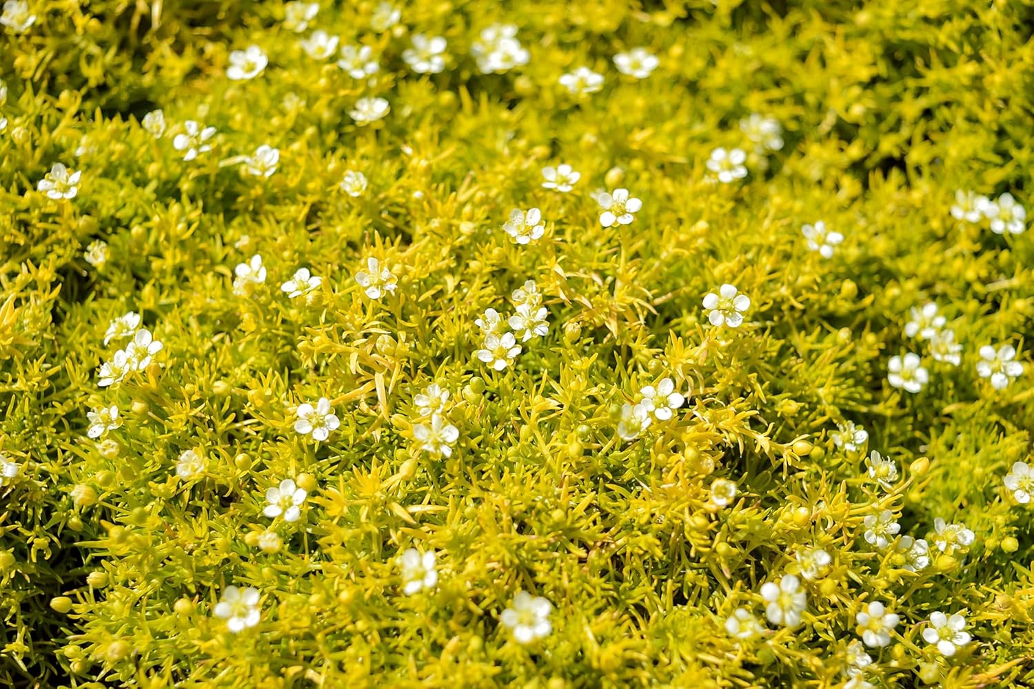 Sagina subulata 'Aurea' / Gold Sternmoos