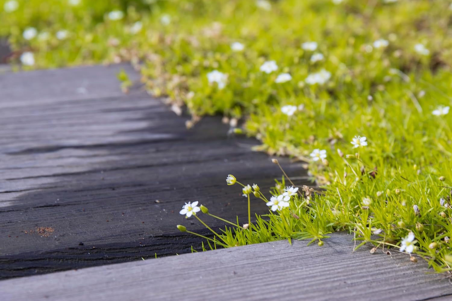 Sagina subulata 'Aurea' / Gold Sternmoos