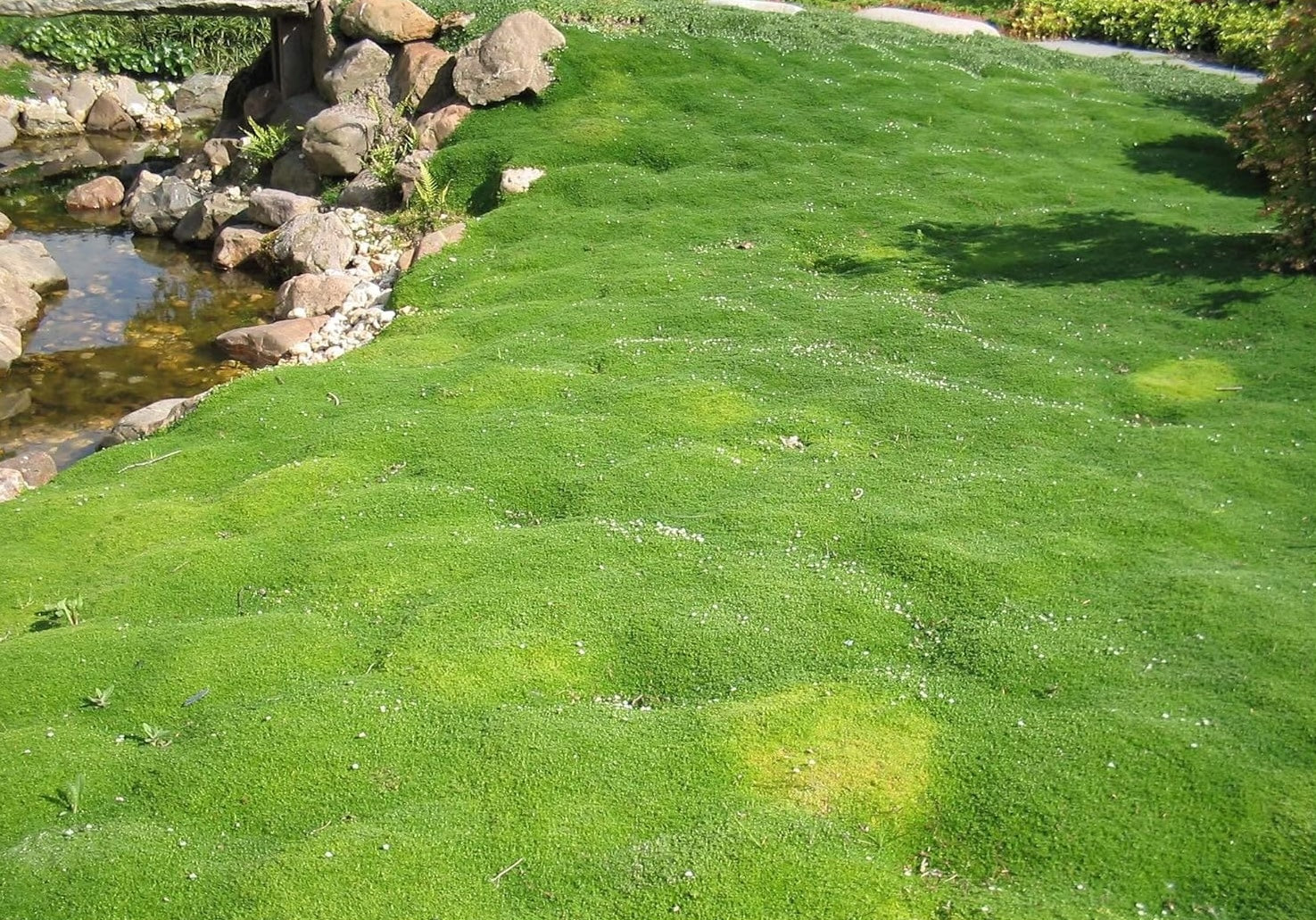 Sagina subulata / Sternmoos