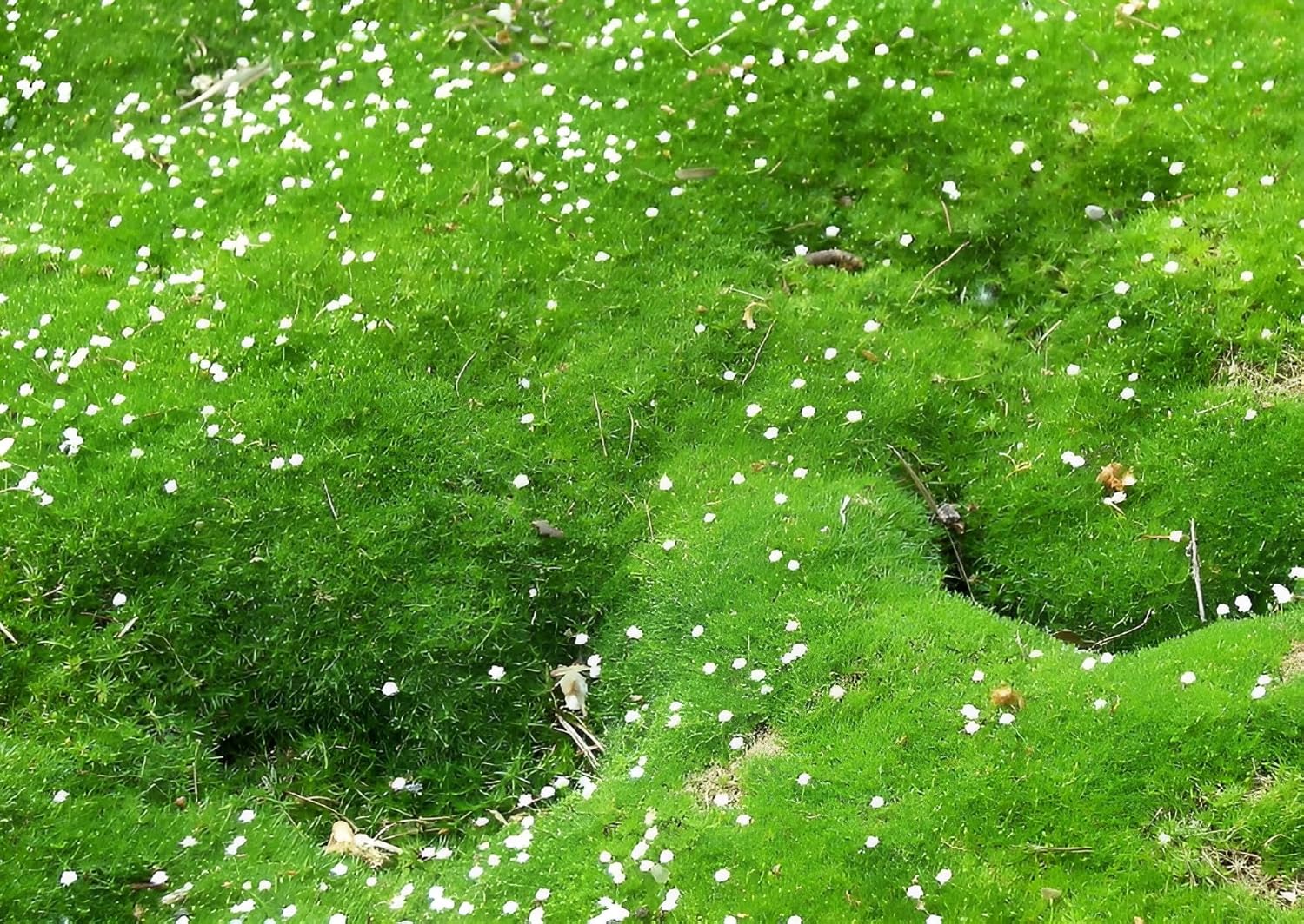 Sagina subulata / Sternmoos