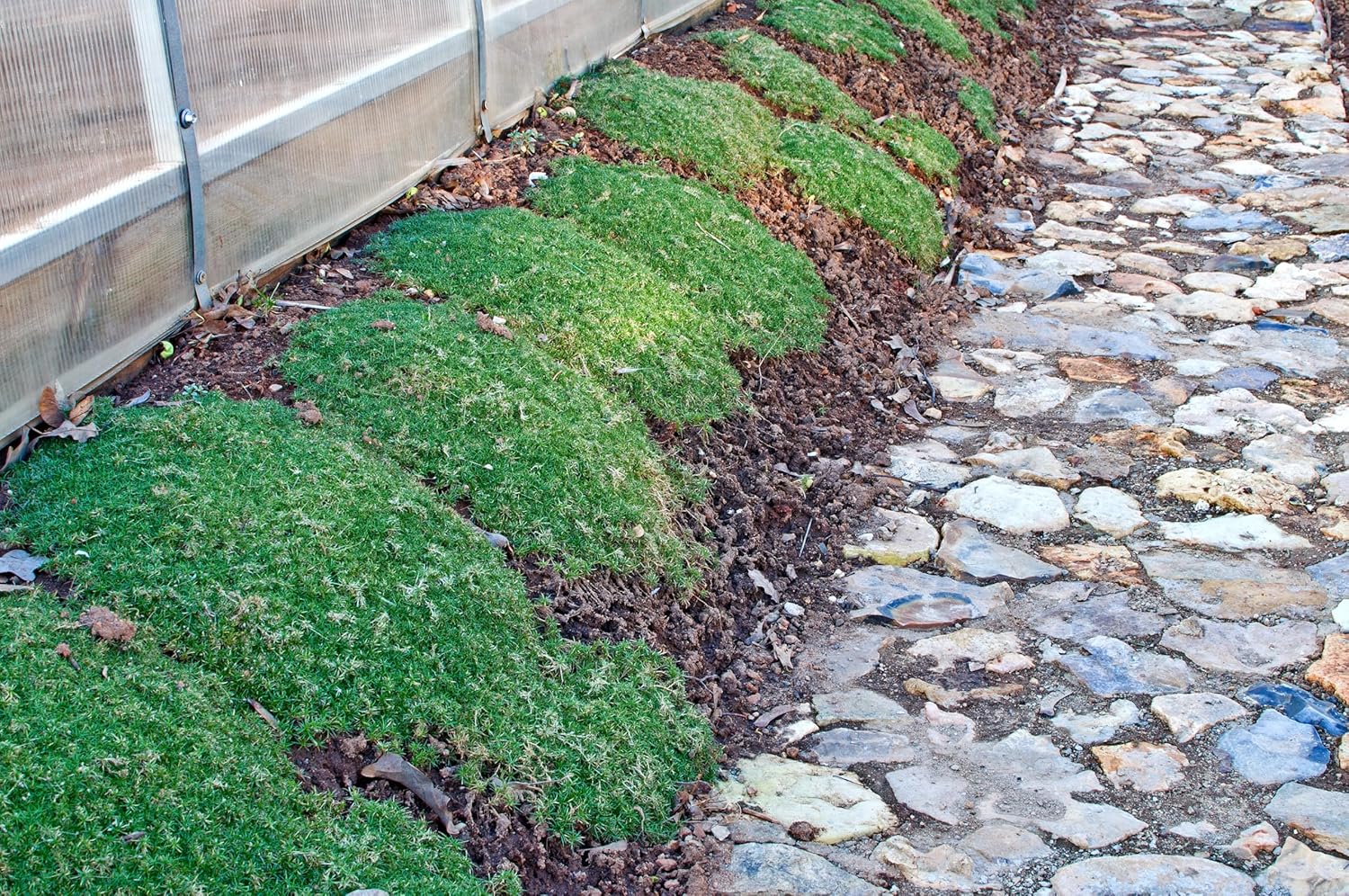 Sagina subulata / Sternmoos