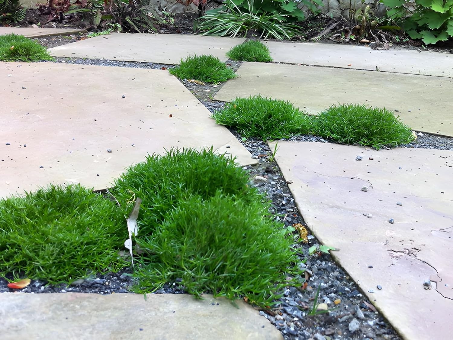 Sagina subulata / Sternmoos