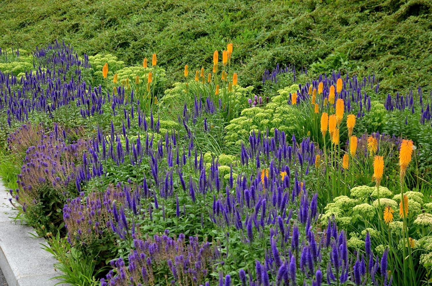 Salvia nemorosa 'Ostfriesland' / Blauer Steppensalbei