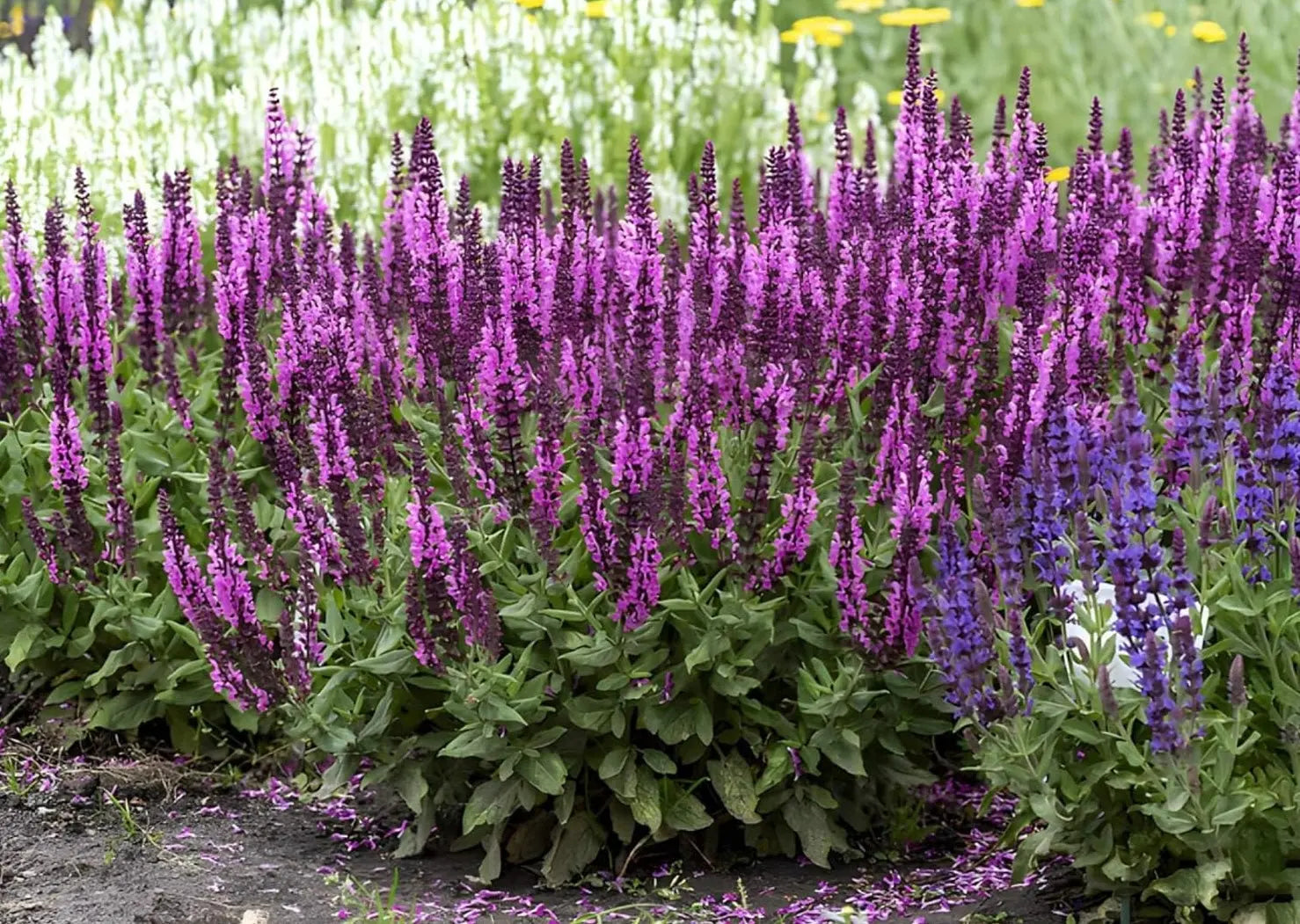 Salvia nemorosa 'Sensation Pink®' / Pinker Steppensalbei