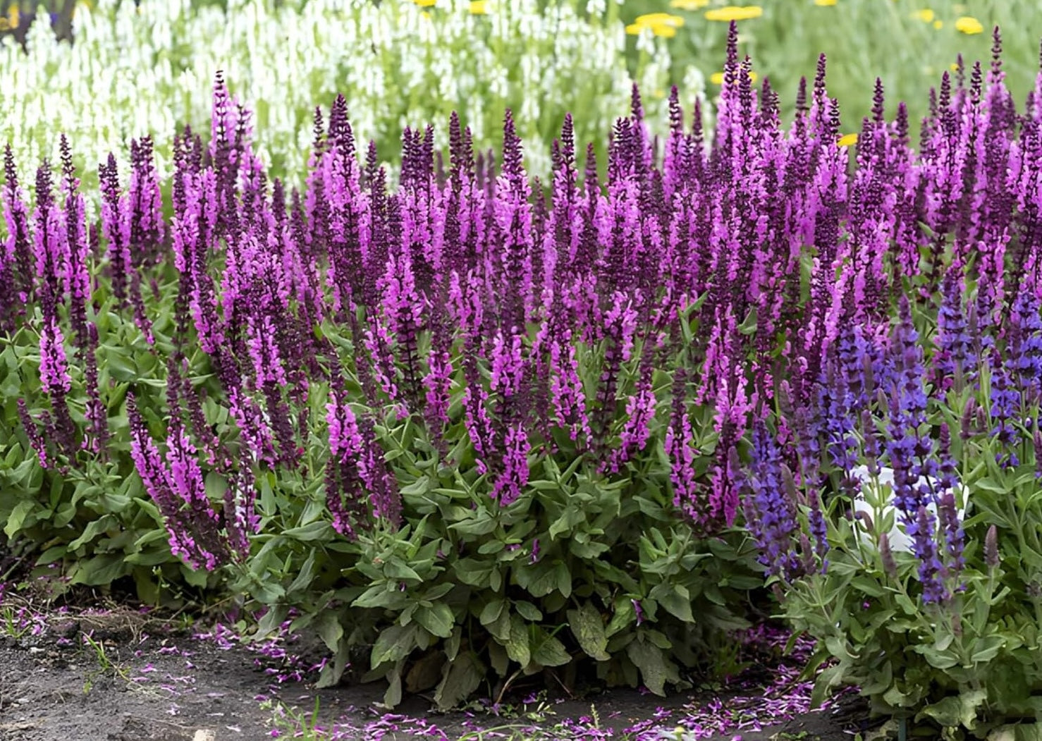 Salvia nemorosa 'Sensation Pink®' / Pinker Steppensalbei