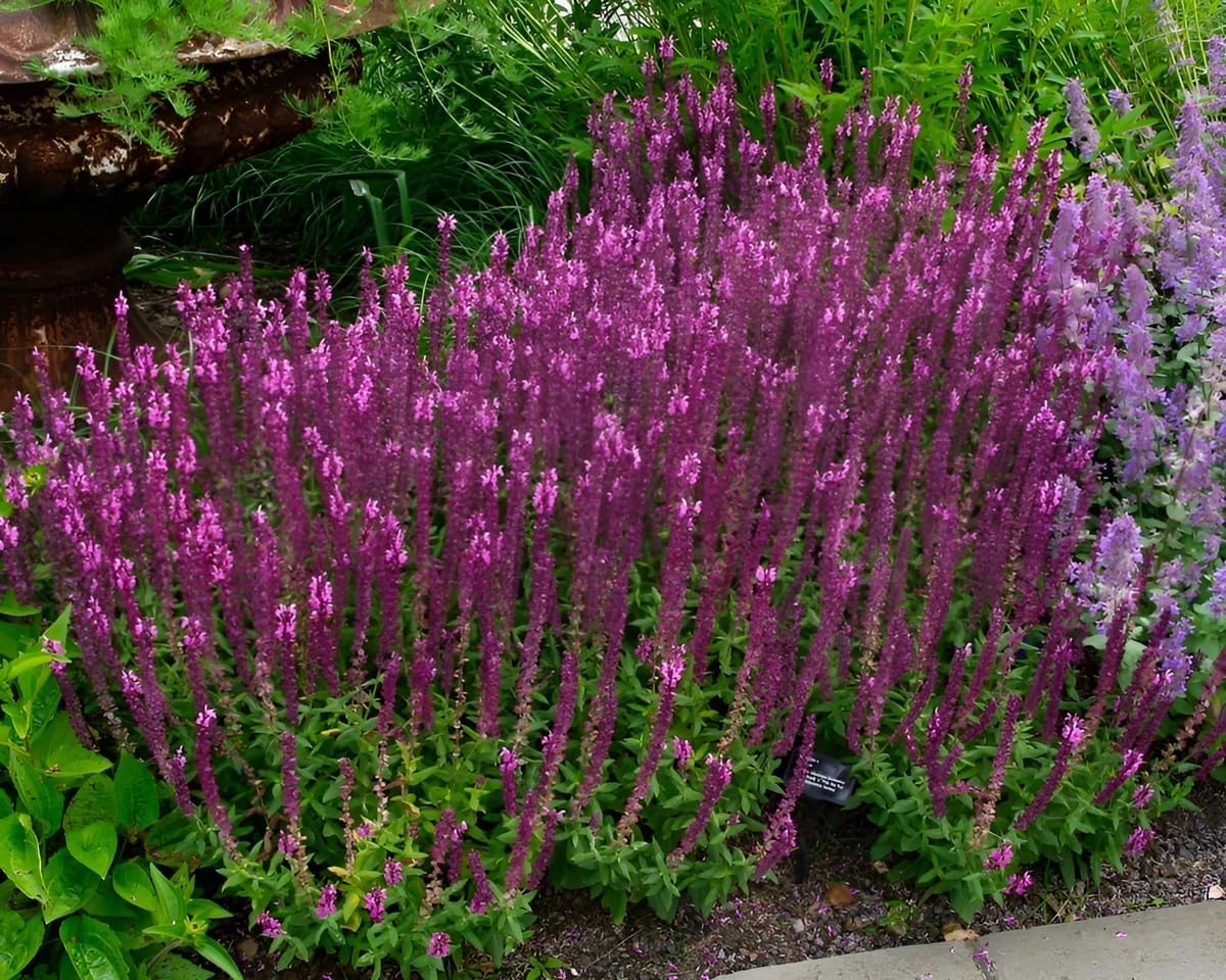 Salvia nemorosa 'Sensation Pink®' / Pinker Steppensalbei