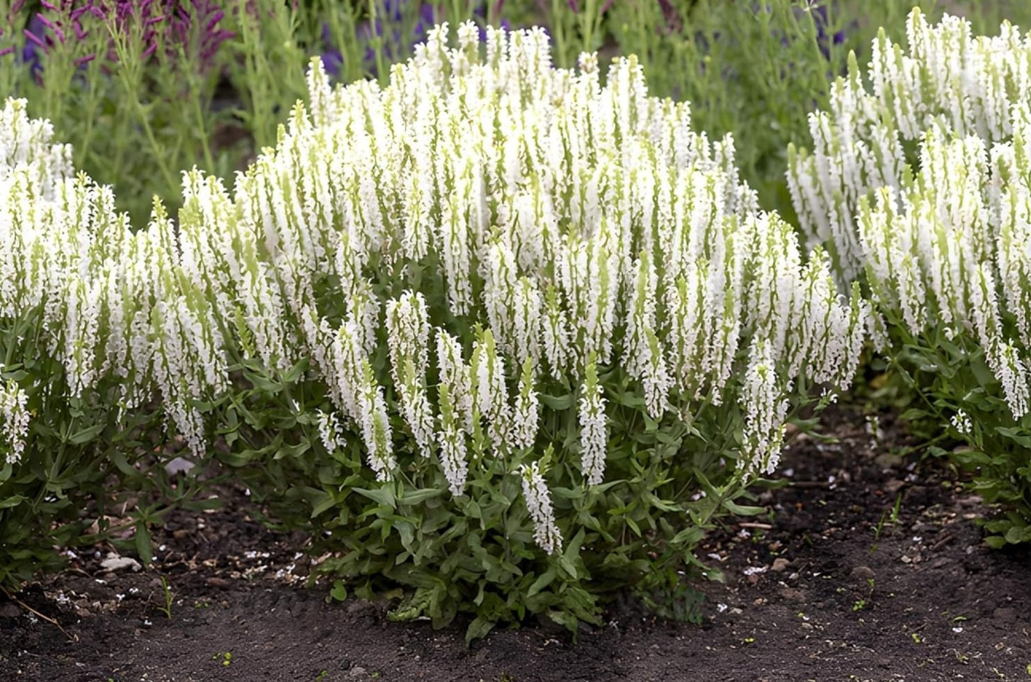 Salvia nemorosa 'Sensation White®' / Weißer Steppensalbei