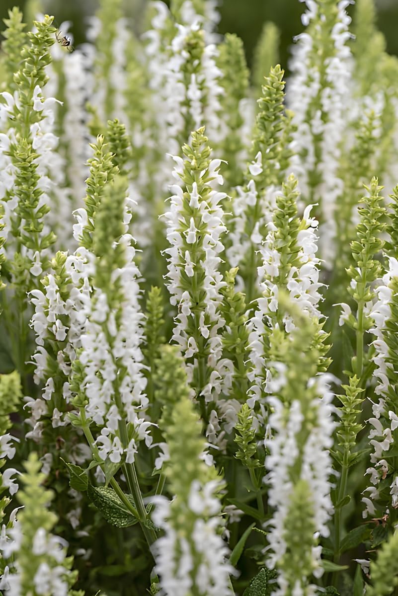 Salvia nemorosa 'Sensation White®' / Weißer Steppensalbei