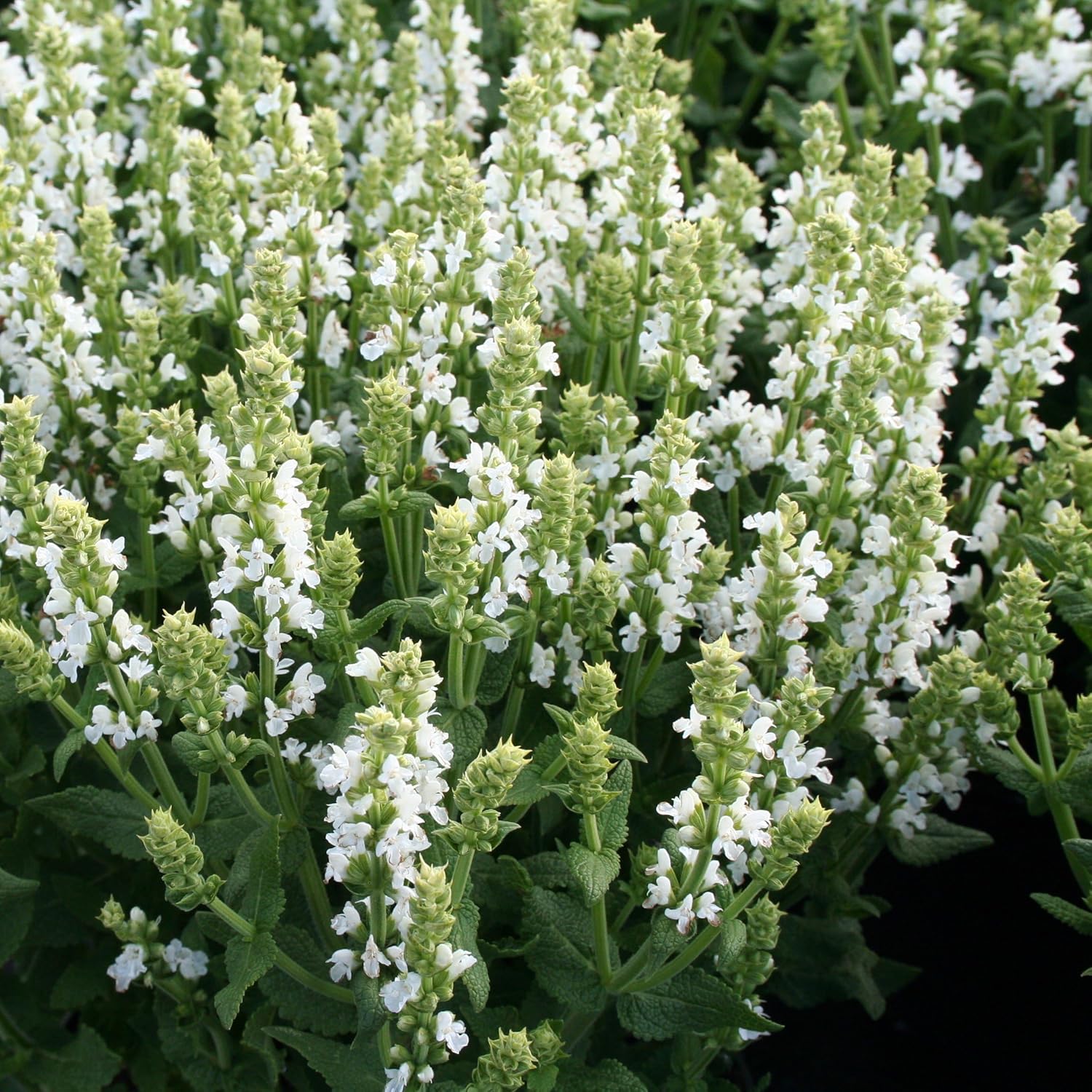 Salvia nemorosa 'Sensation White®' / Weißer Steppensalbei