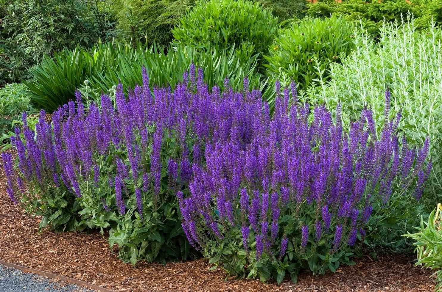 Salvia sylvestris 'Mainacht' / Blauer Pracht-Salbei