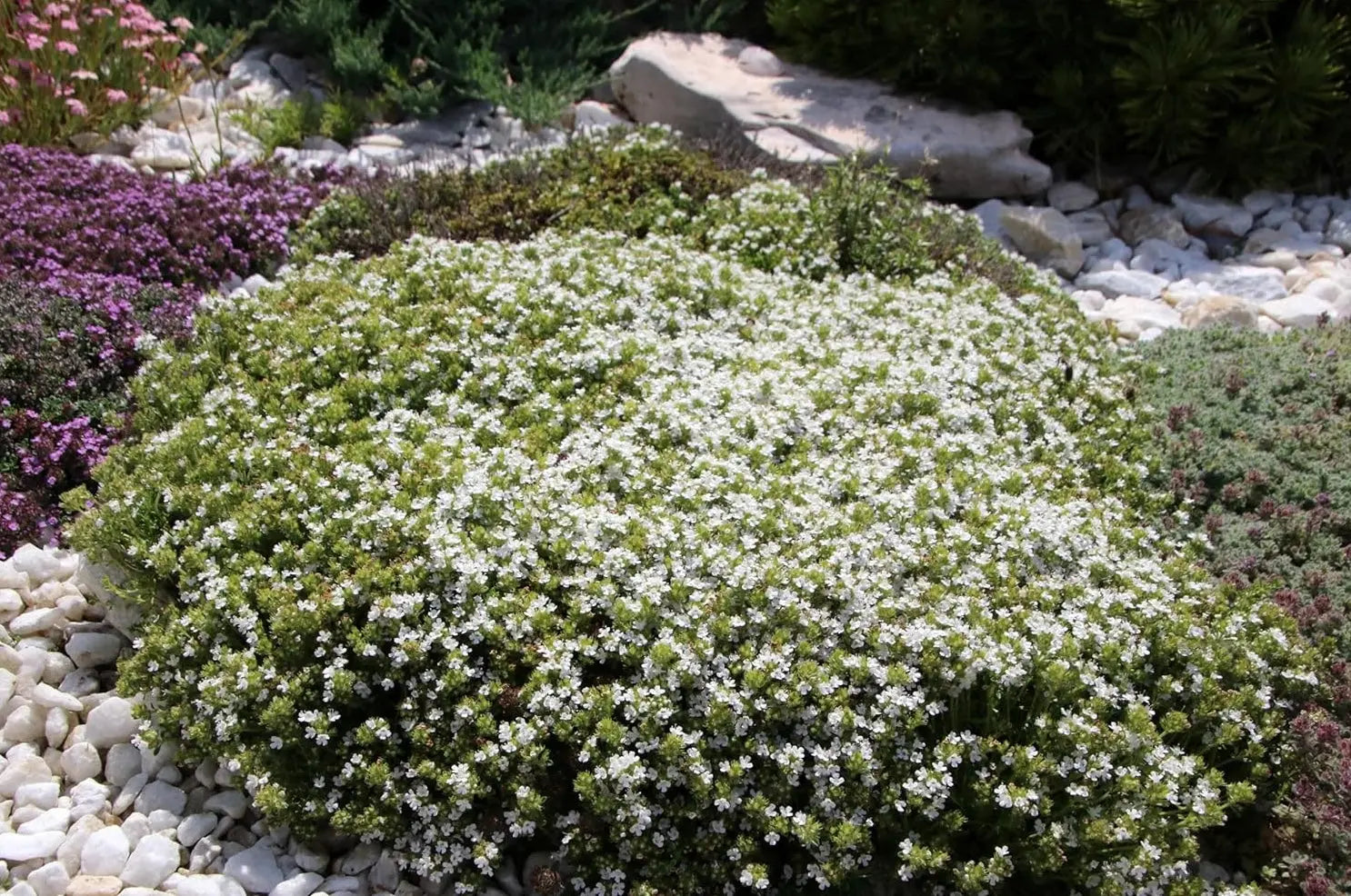 Thymus praecox 'Albiflorus' / Weißer Polsterthymian
