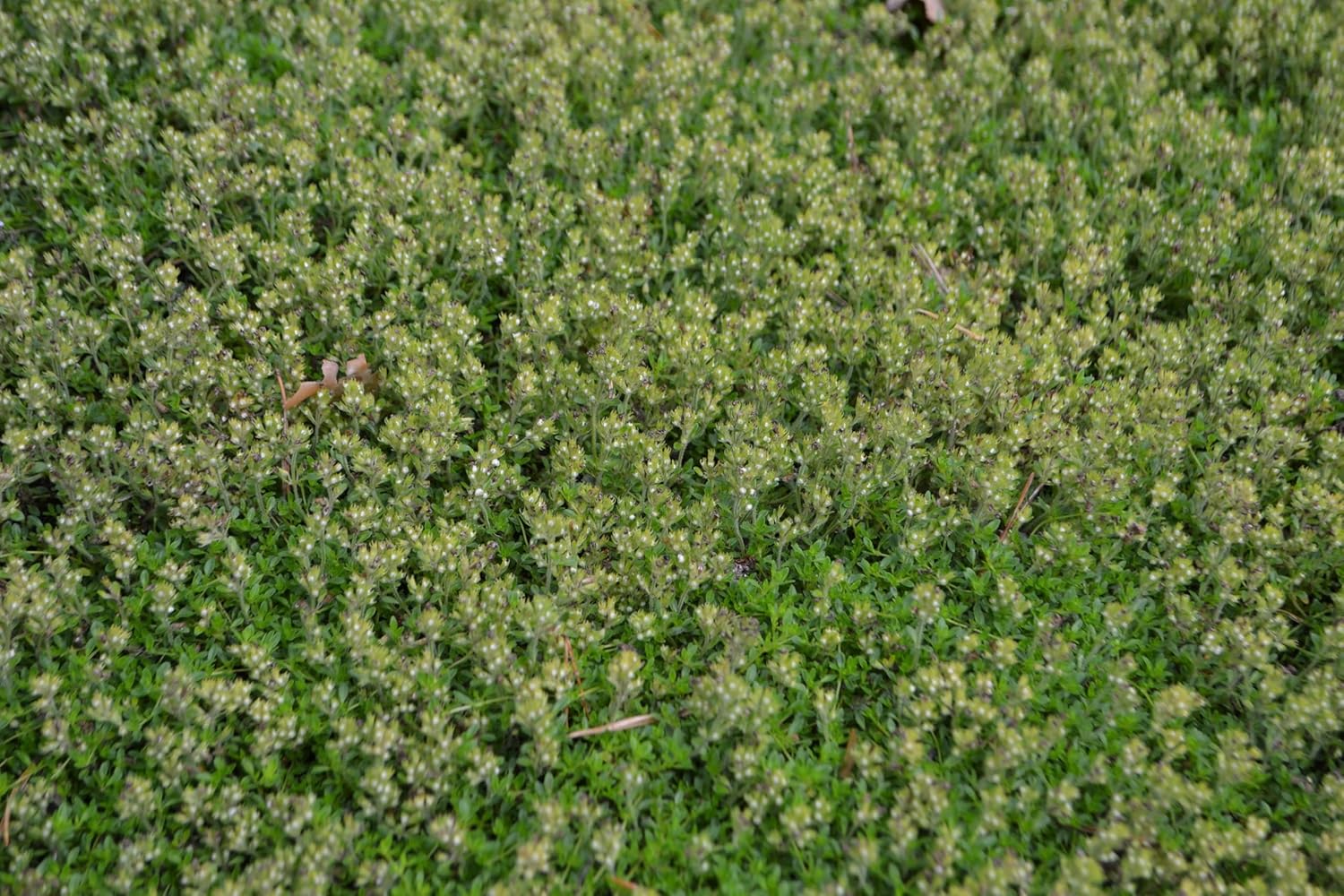 Thymus praecox 'Albiflorus' / Weißer Polsterthymian