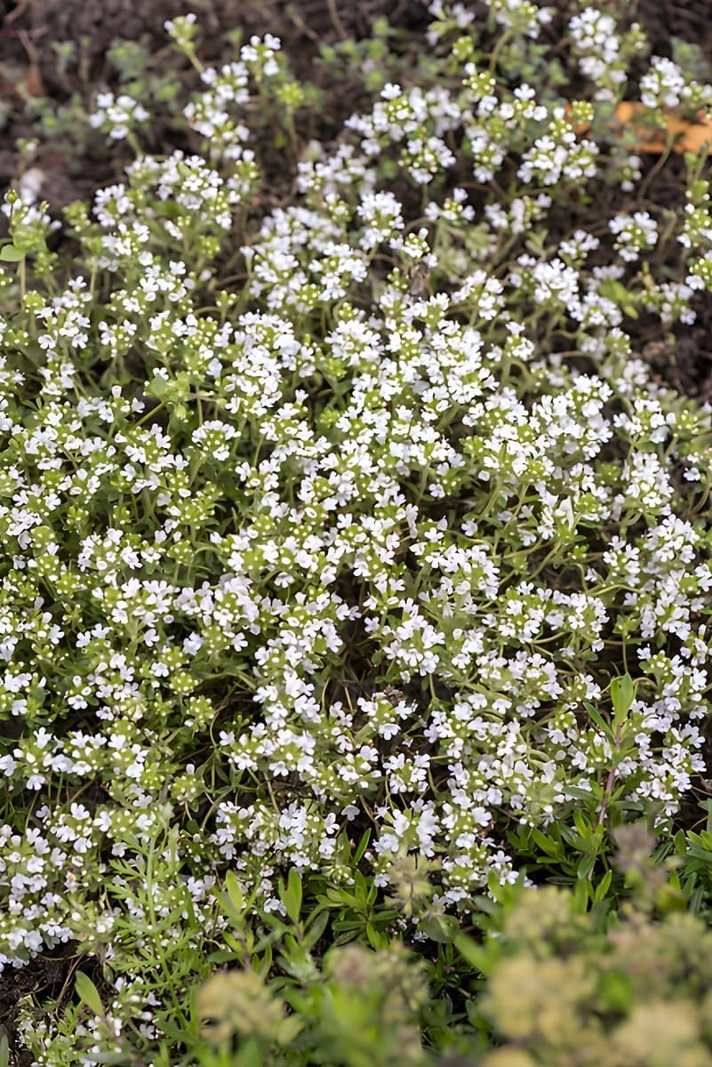 Thymus praecox 'Albiflorus' / Weißer Polsterthymian