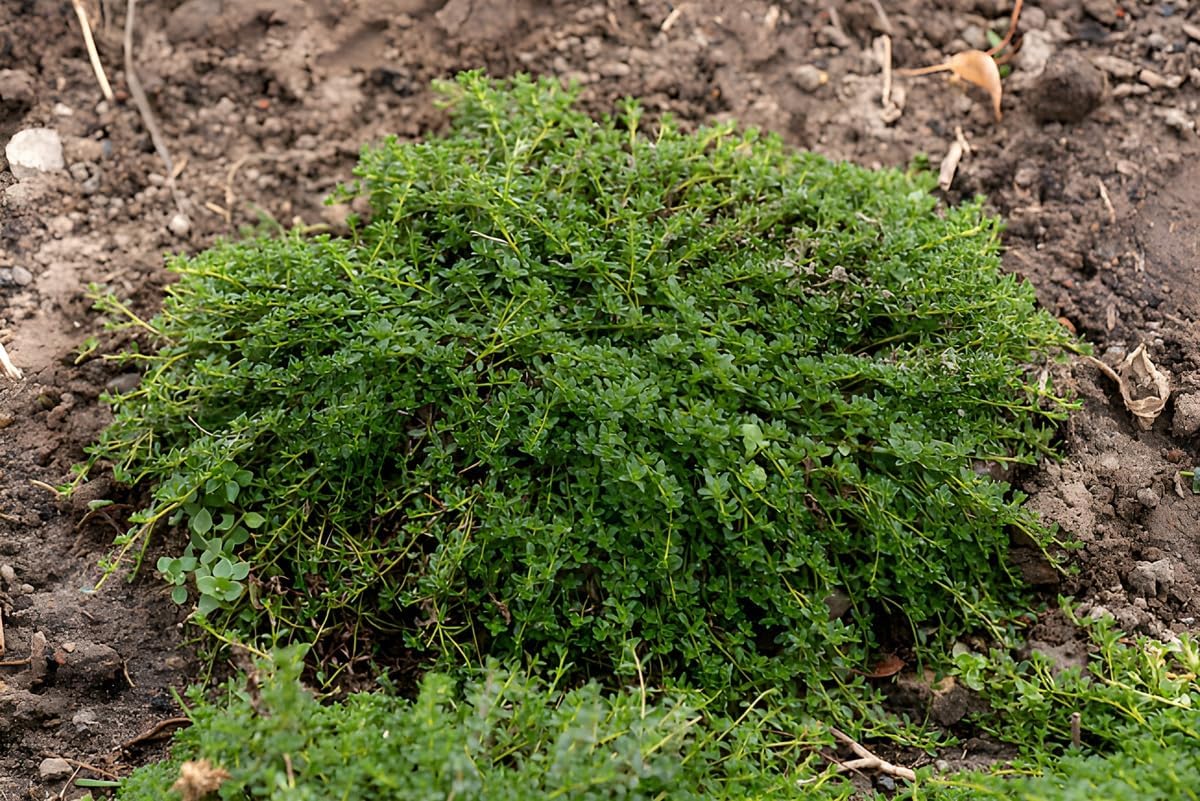 Thymus praecox 'Albiflorus' / Weißer Polsterthymian