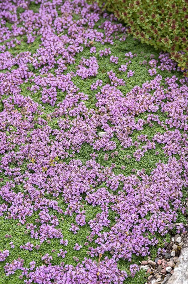 Thymus praecox 'Minor' / Kleiner Polsterthymian
