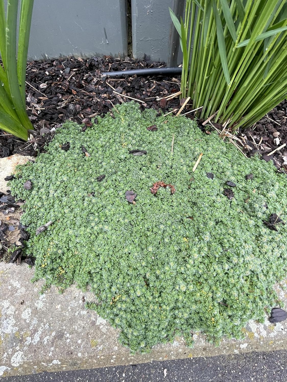 Thymus praecox 'Minor' / Kleiner Polsterthymian