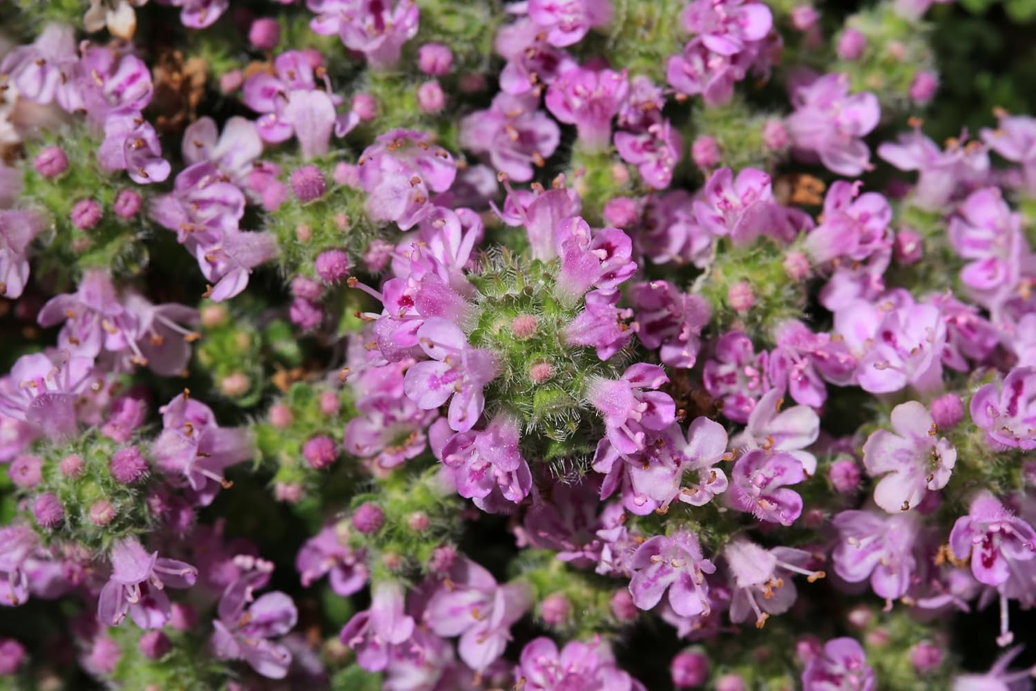 Thymus praecox 'Minor' / Kleiner Polsterthymian