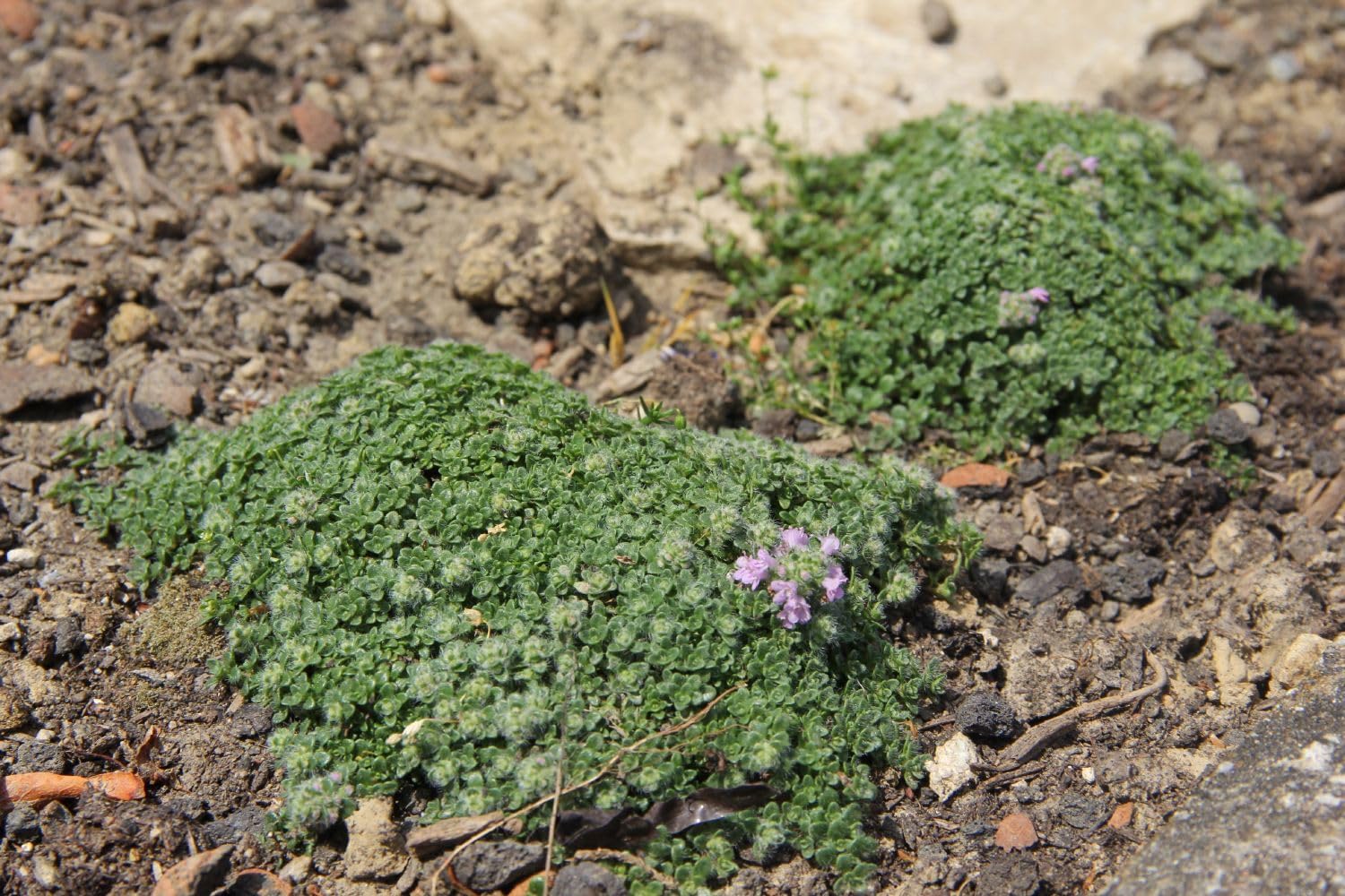 Thymus praecox 'Minor' / Kleiner Polsterthymian
