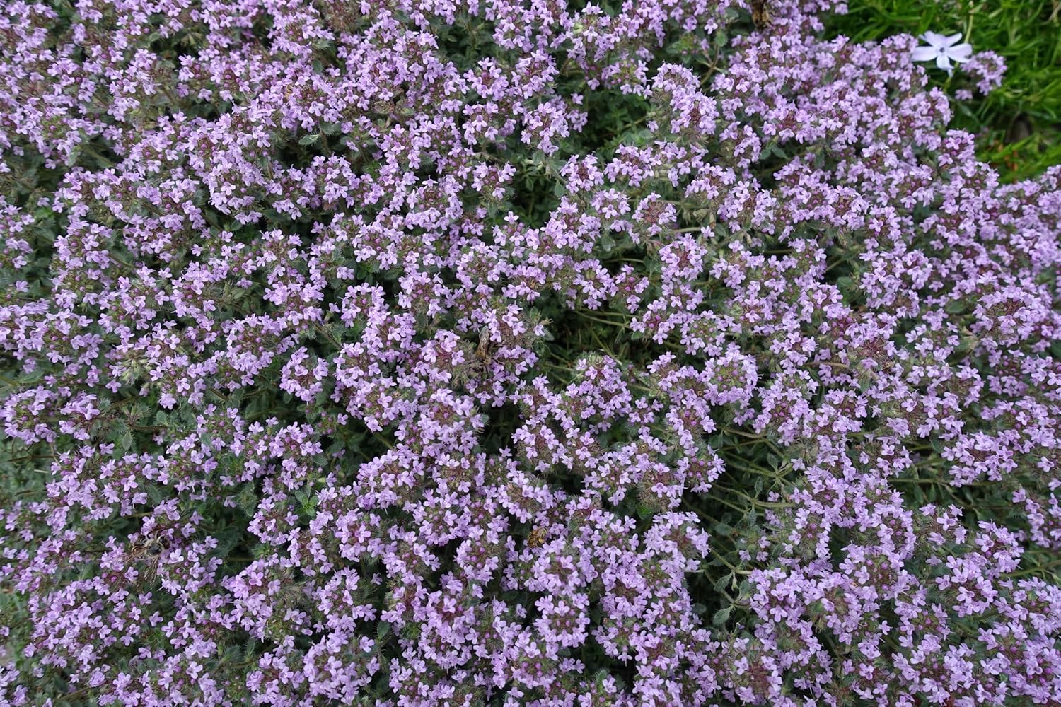 Thymus praecox 'Pseudolanuginosus' / Wolliger Thymian