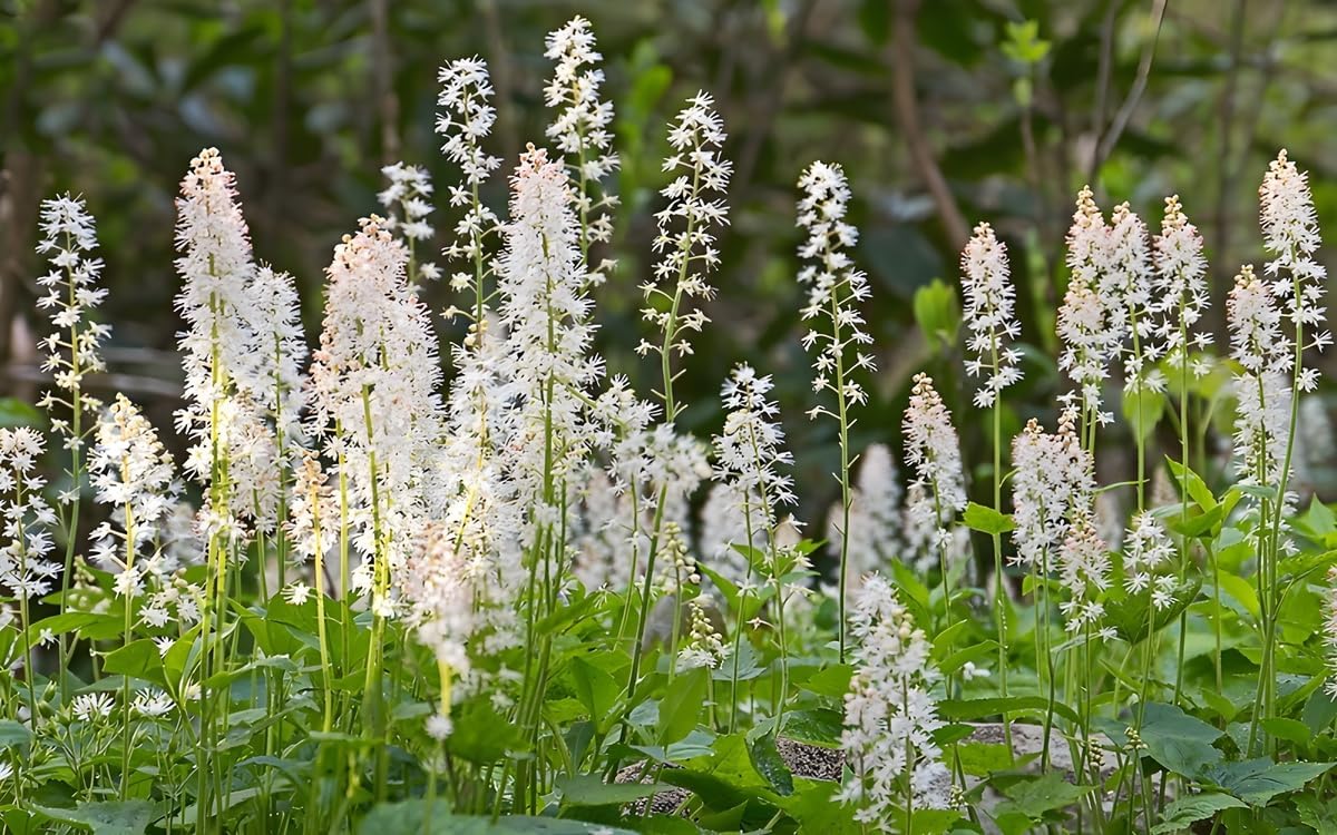 Tiarella cordifolia / Schaumblüte