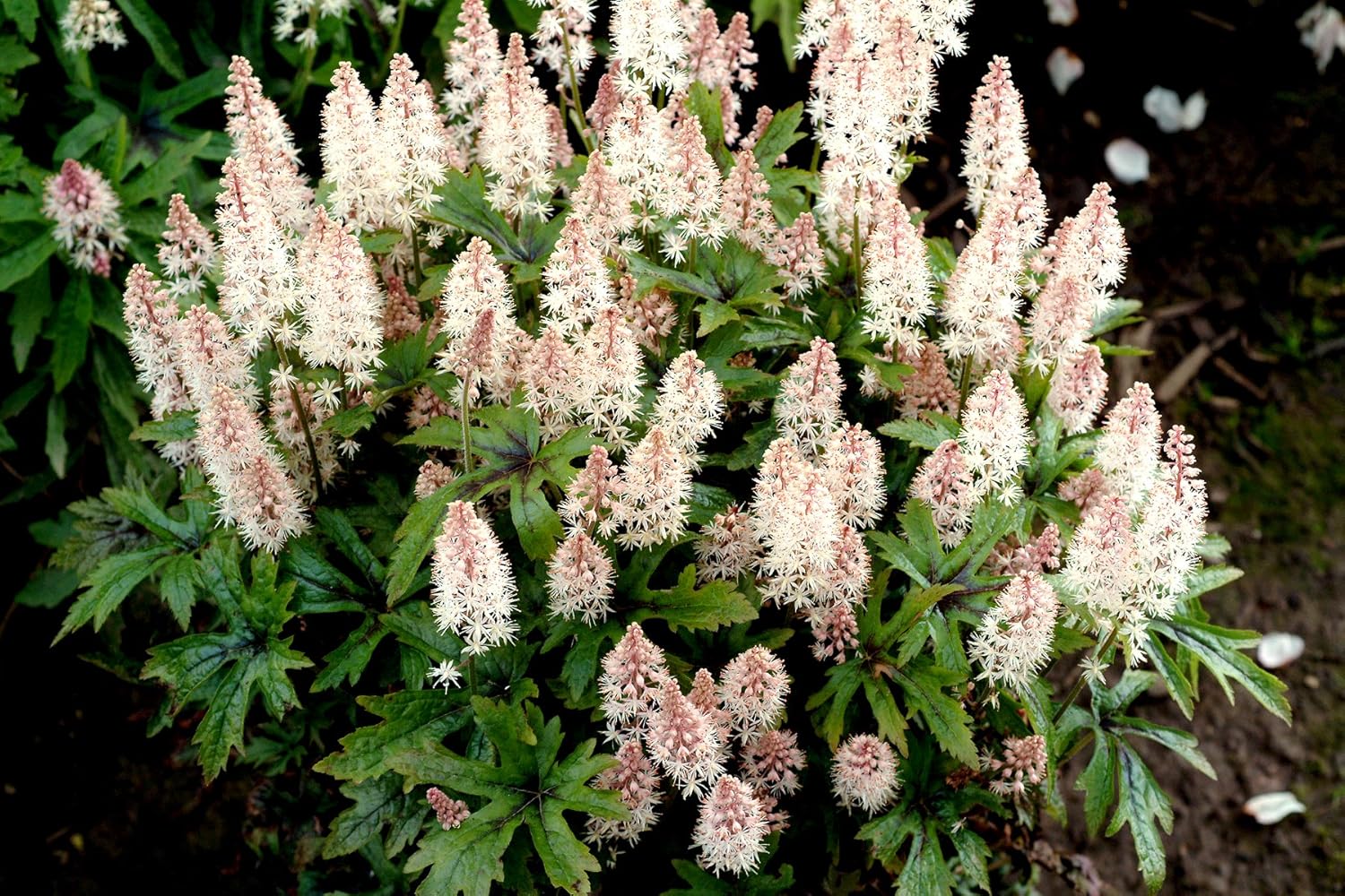 Tiarella Hybride 'Pink Skyrocket' / Schaumblüte