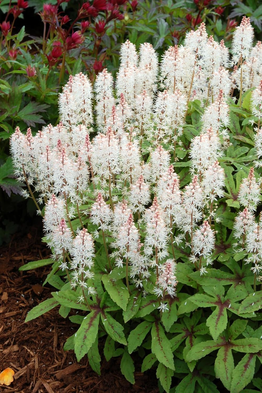 Tiarella Hybride 'Spring Symphony' / Schaumblüte