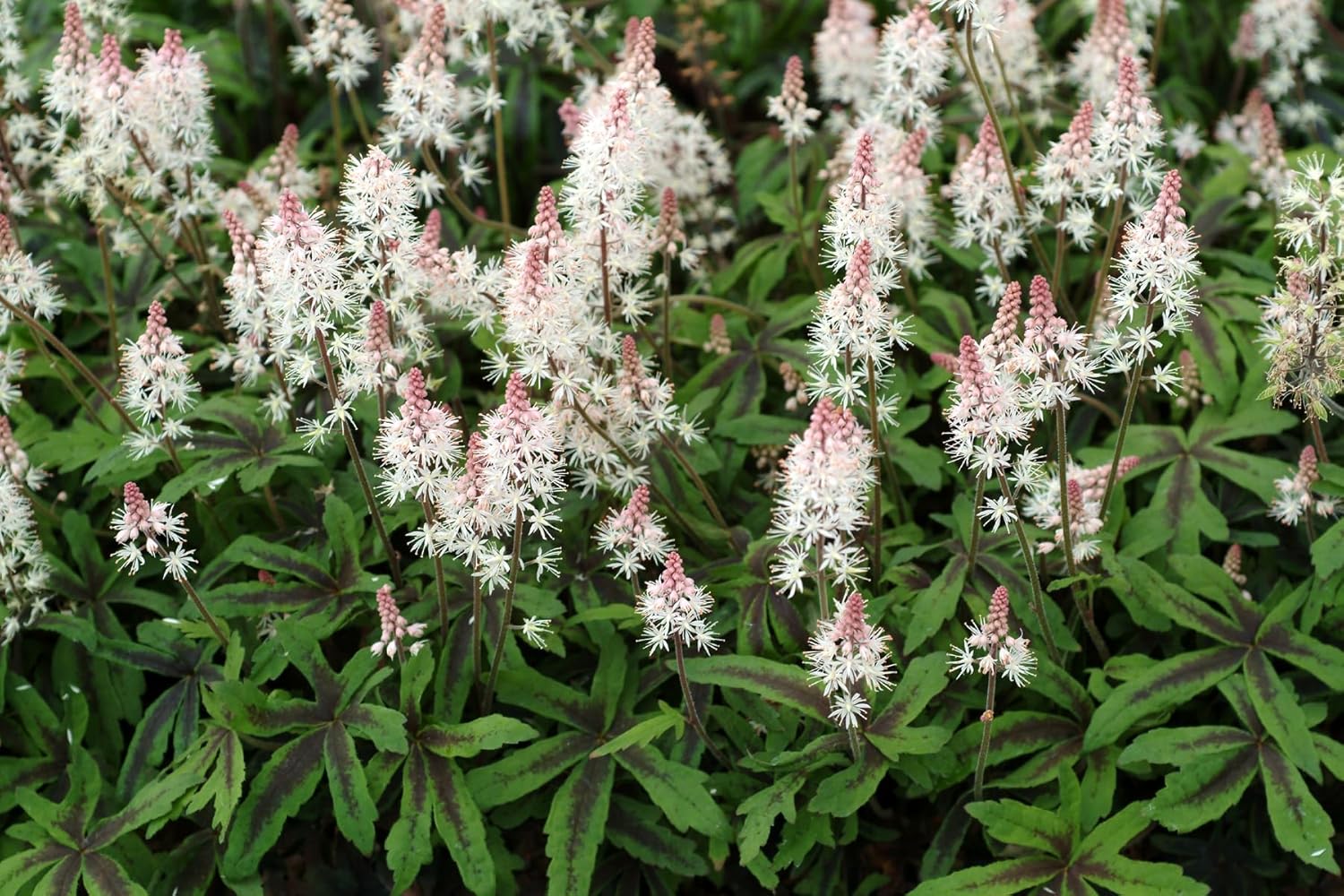 Tiarella Hybride 'Spring Symphony' / Schaumblüte