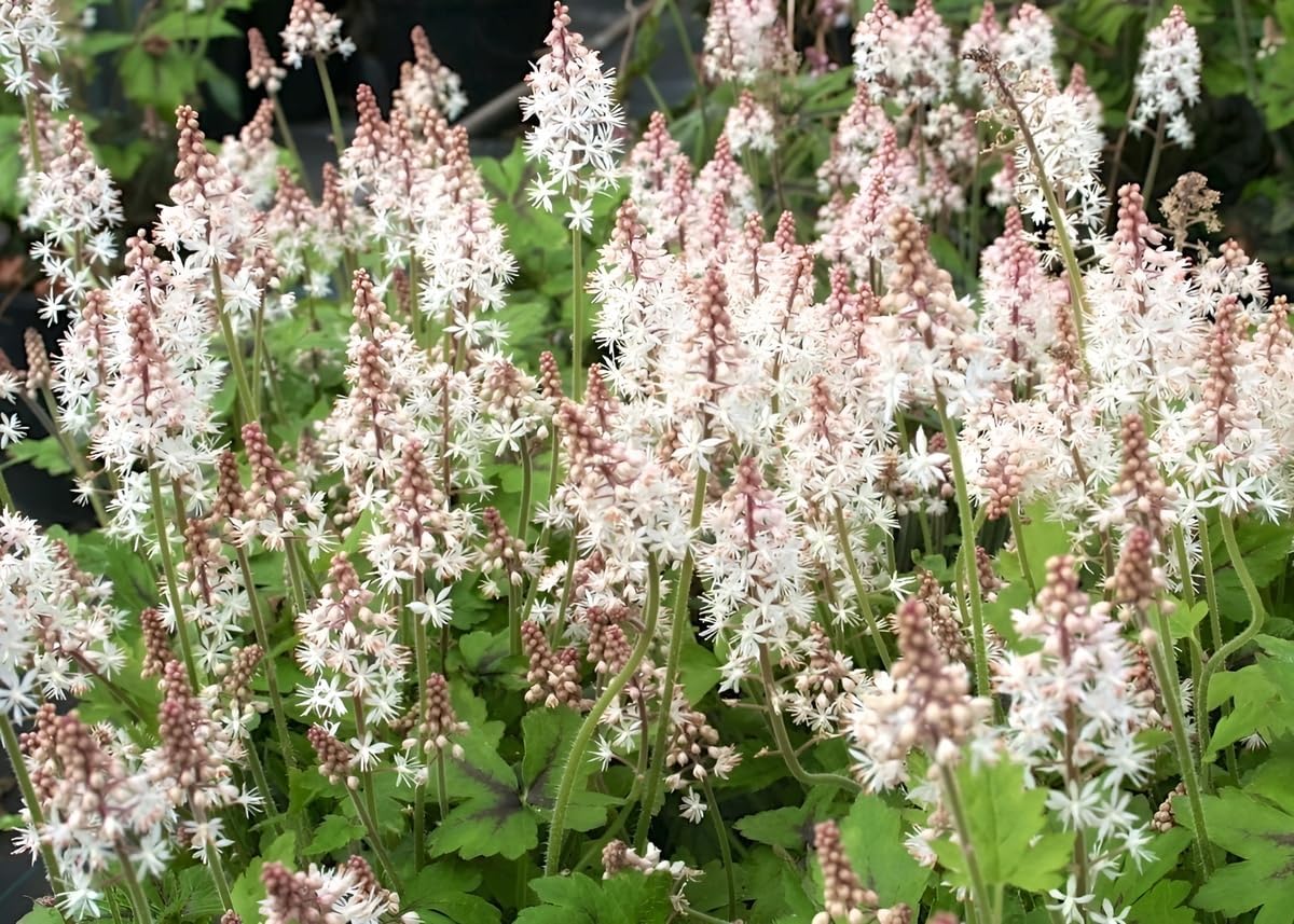 Tiarella wherryi / Schaumblüte
