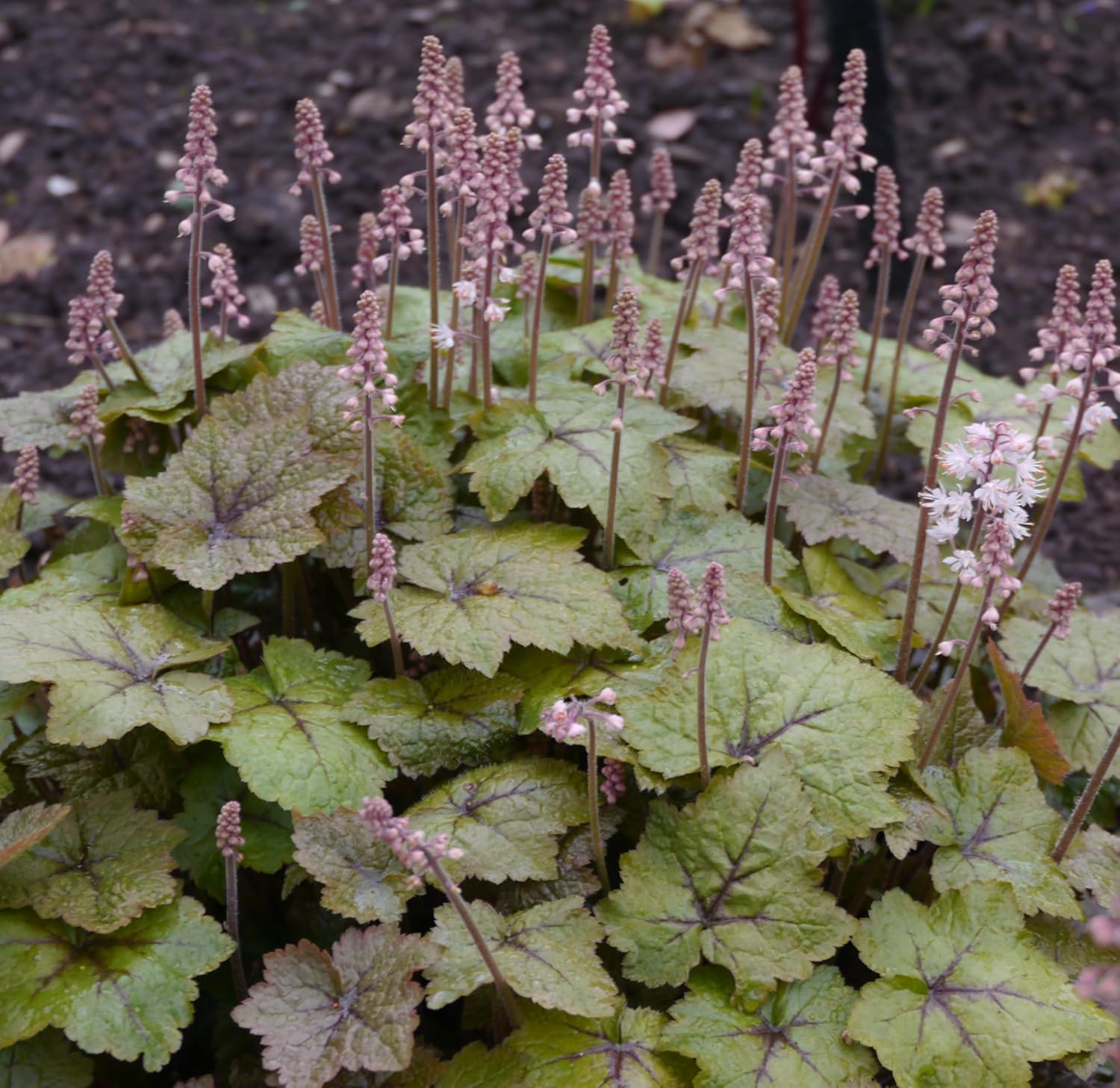 Tiarella wherryi / Schaumblüte