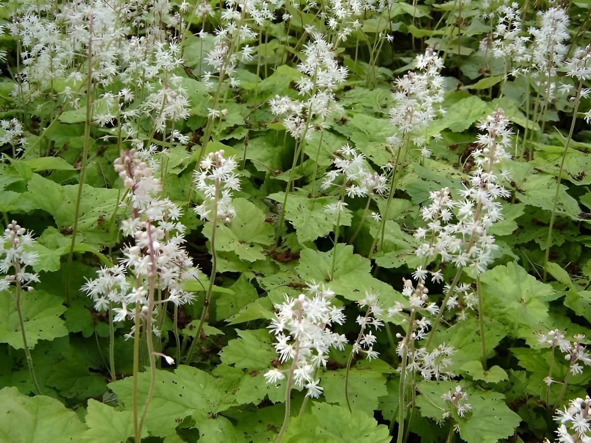 Tiarella wherryi / Schaumblüte