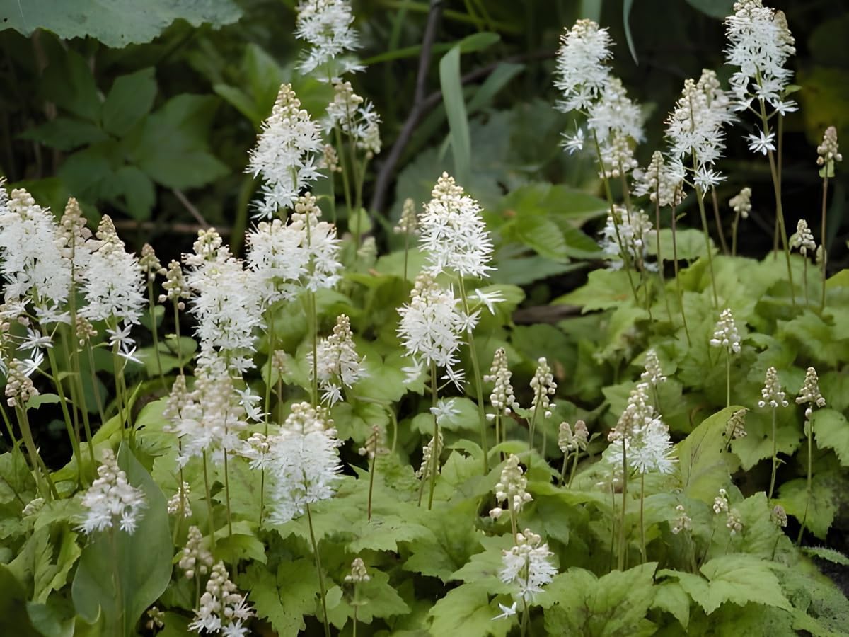 Tiarella wherryi / Schaumblüte