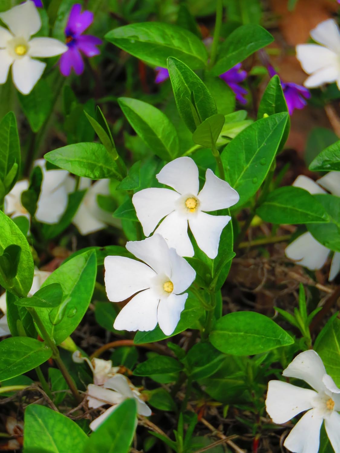 Vinca minor 'Alba' / Kleines Immergrün