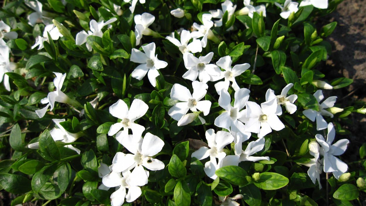 Vinca minor 'Alba' / Kleines Immergrün