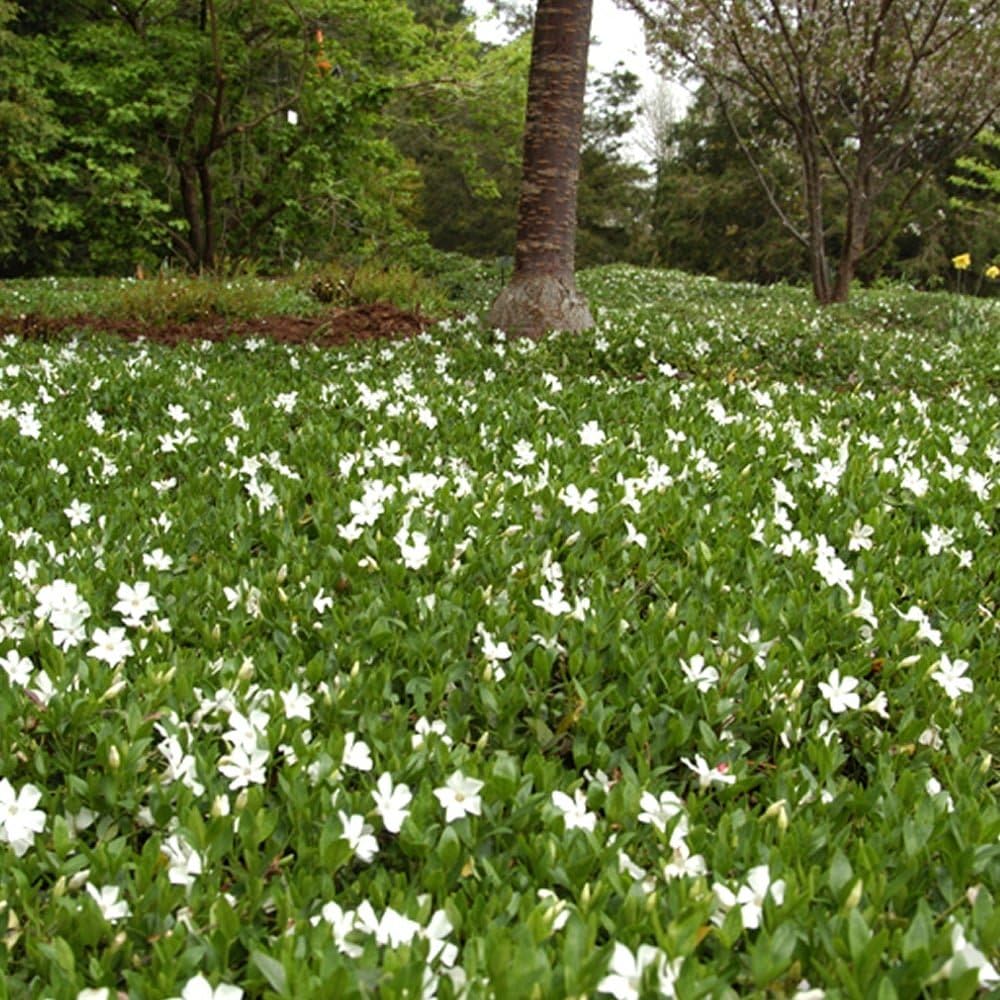 Vinca minor 'Alba' / Kleines Immergrün