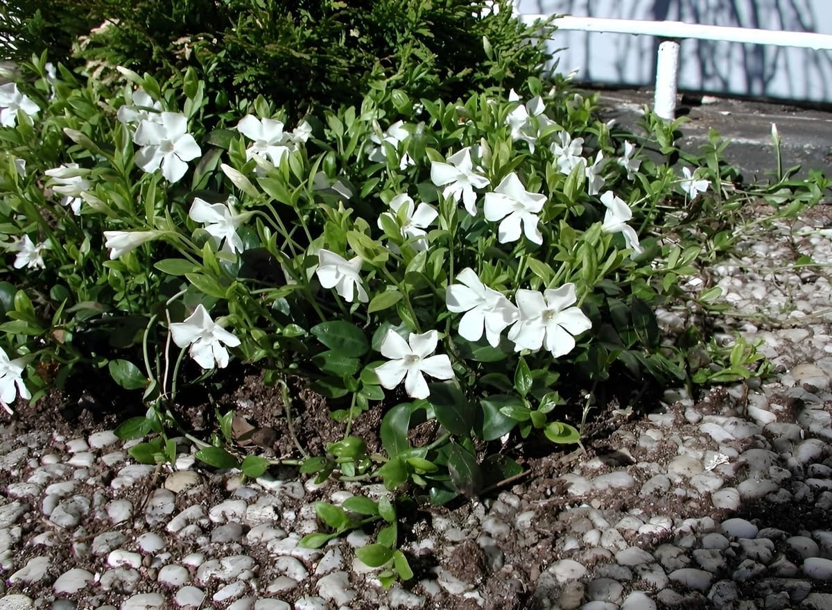 Vinca minor 'Gertrude Jekyll' / Kleines Immergrün