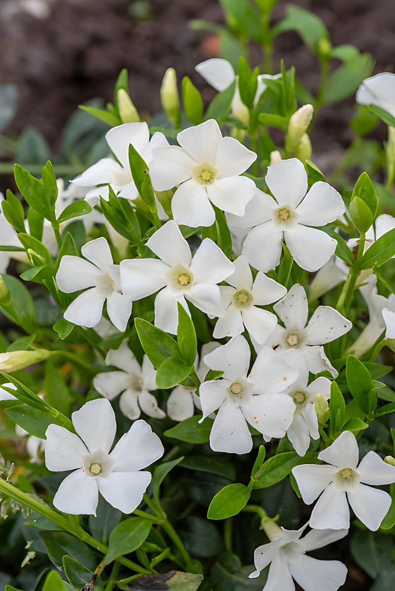 Vinca minor 'Gertrude Jekyll' / Kleines Immergrün