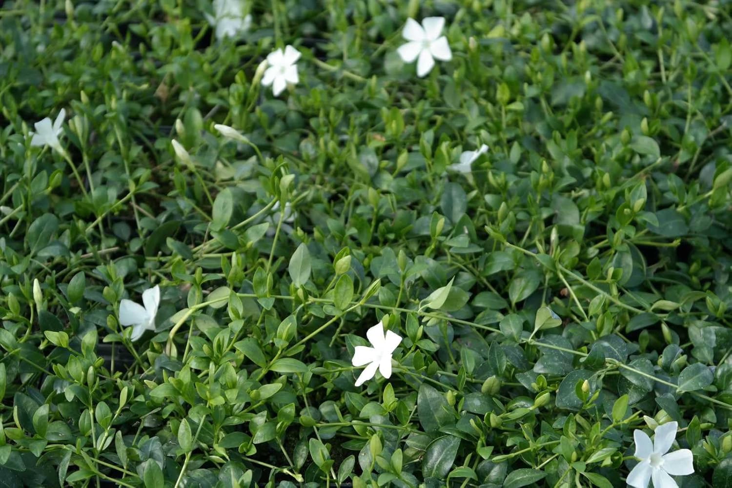 Vinca minor 'Gertrude Jekyll' / Kleines Immergrün