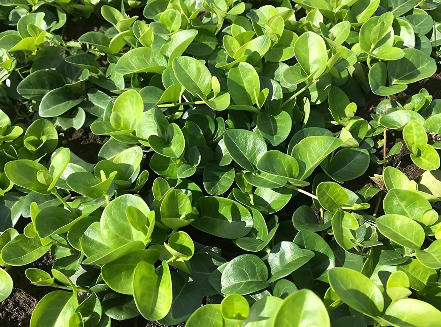 Vinca minor 'Grüner Teppich' / Kleines Immergrün (BLÜHT NICHT)