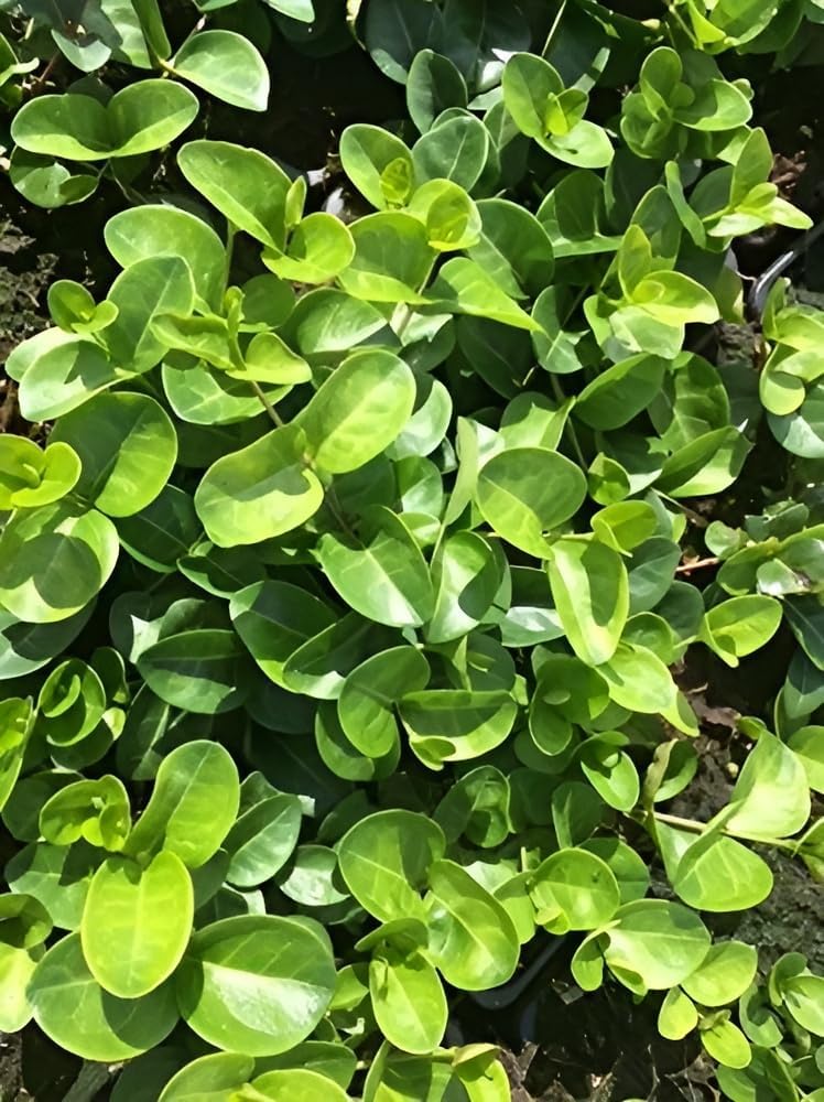 Vinca minor 'Grüner Teppich' / Kleines Immergrün (BLÜHT NICHT)