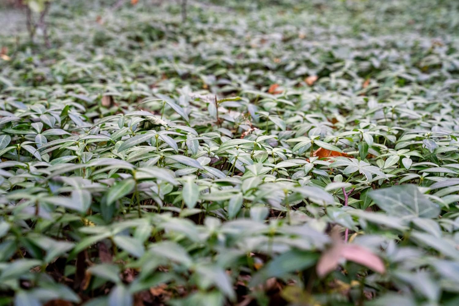 Vinca minor 'Grüner Teppich' / Kleines Immergrün (BLÜHT NICHT)