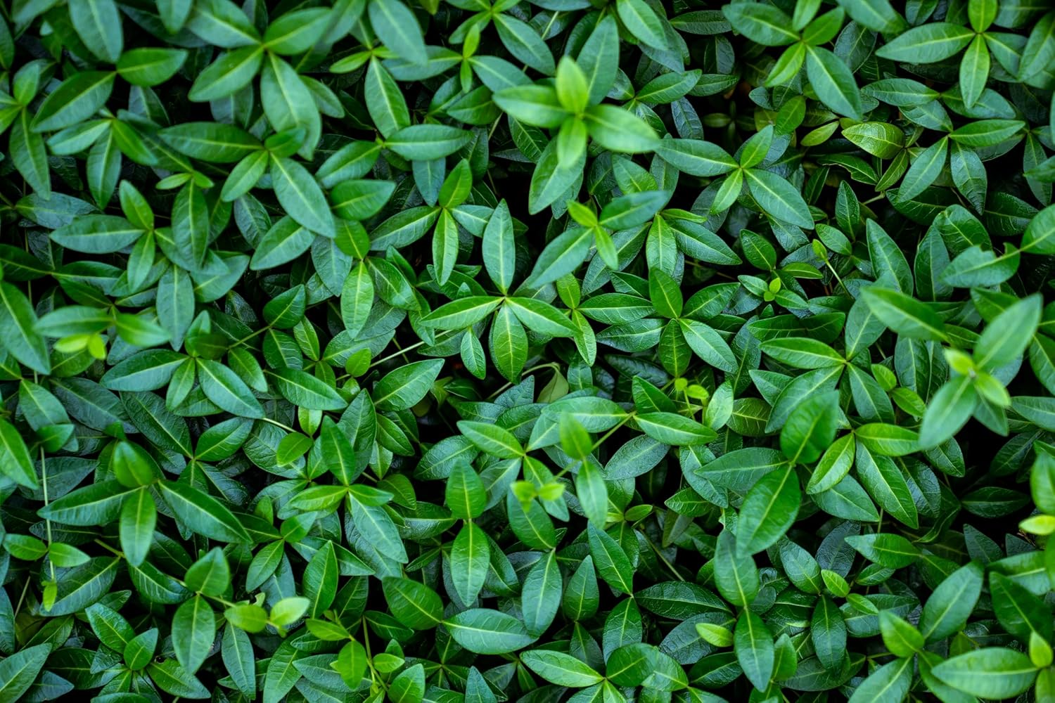 Vinca minor 'Grüner Teppich' / Kleines Immergrün (BLÜHT NICHT)