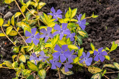 Vinca minor 'Illumination' – Kleines Immergrün mit goldgelb leuchtendem Laub, wächst als Bodendecker, von Stauden Gänge
