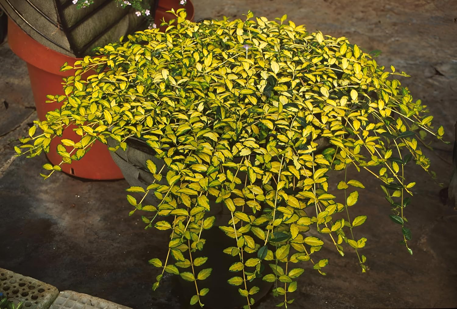 Vinca minor 'Imagine' - 'lumination‘ / Kleines Immergrün