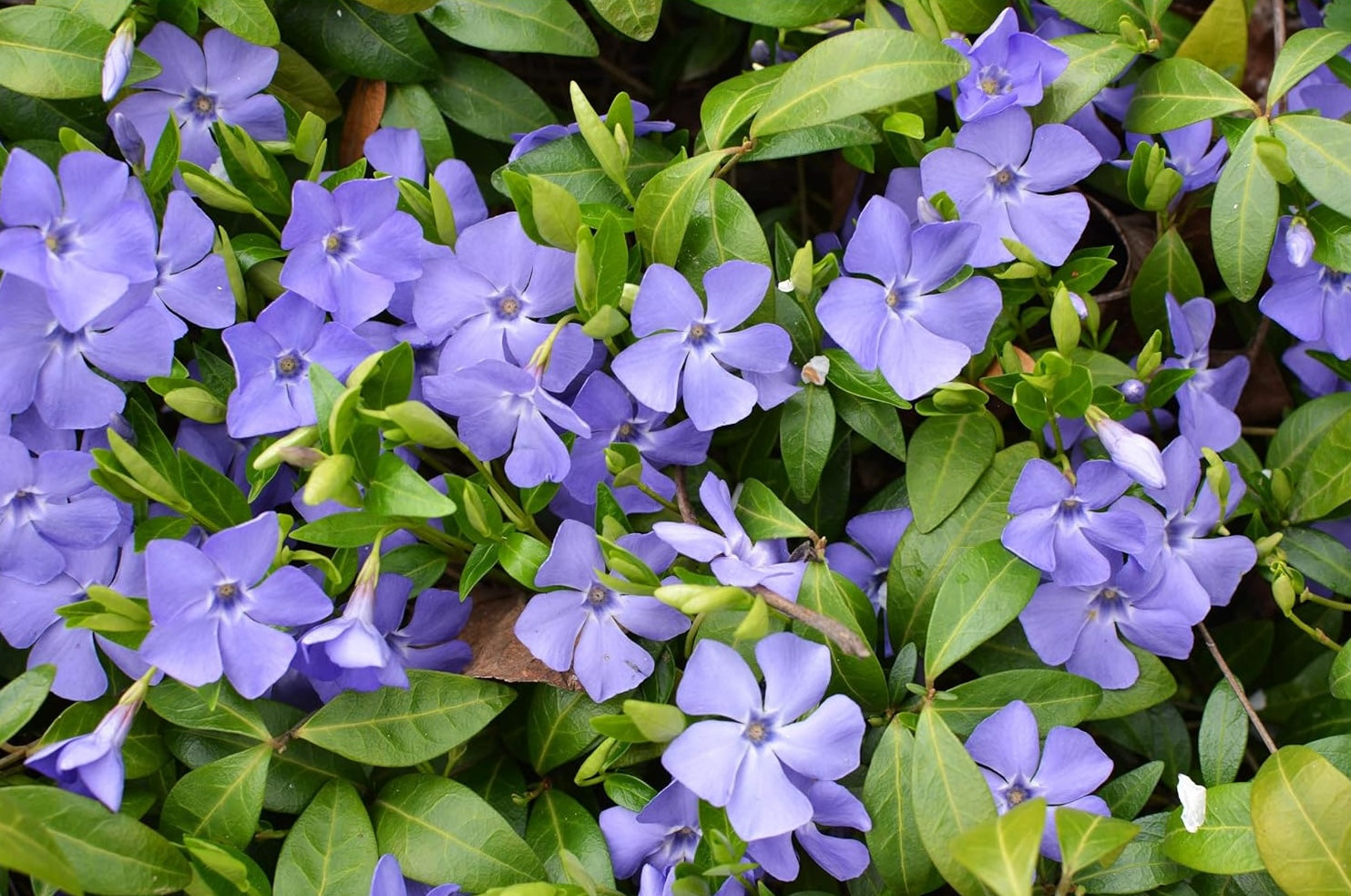 Vinca minor / Kleines Immergrün
