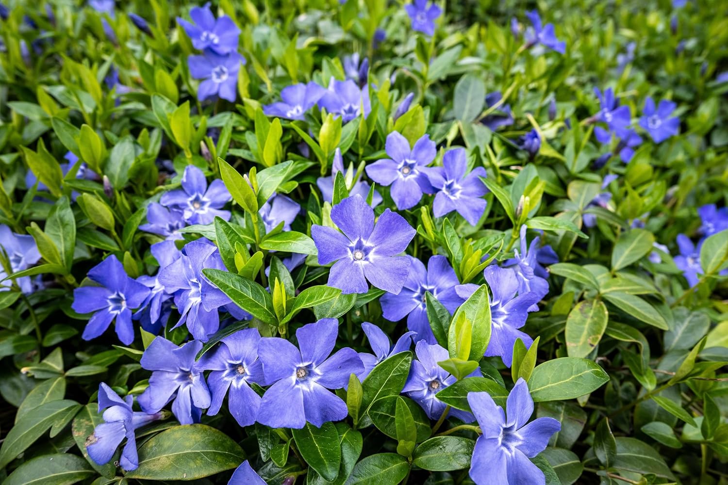 Vinca minor / Kleines Immergrün