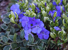 Vinca minor 'Ralph Shugert' – kleine immergrüne Staude, dicht wachsend, mit grünen Blättern und zarten blauen Blüten, von Stauden Gänge